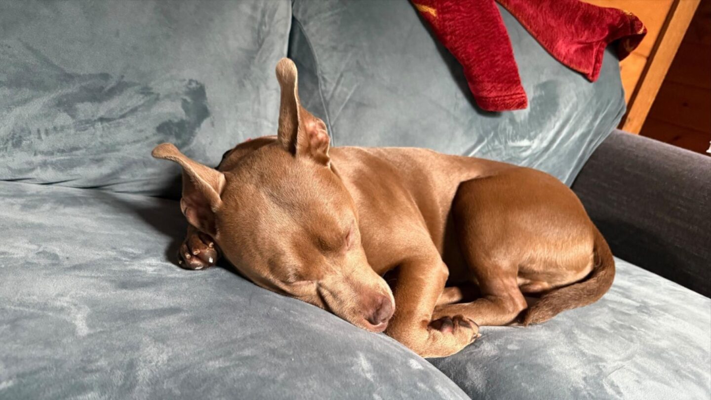 Leon sleeping on a couch