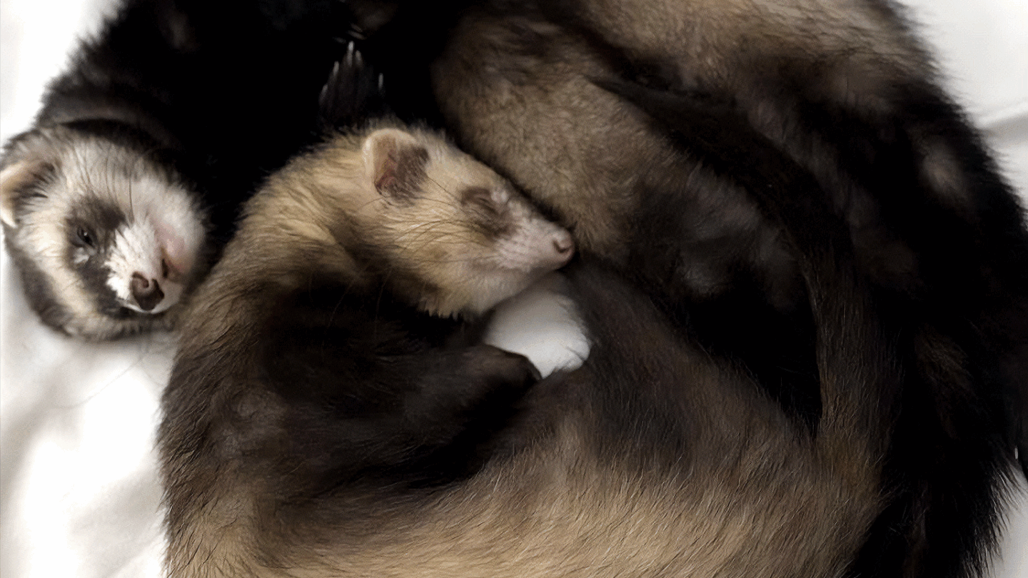 Pabu the ferret