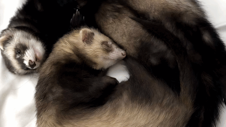 Pabu the ferret