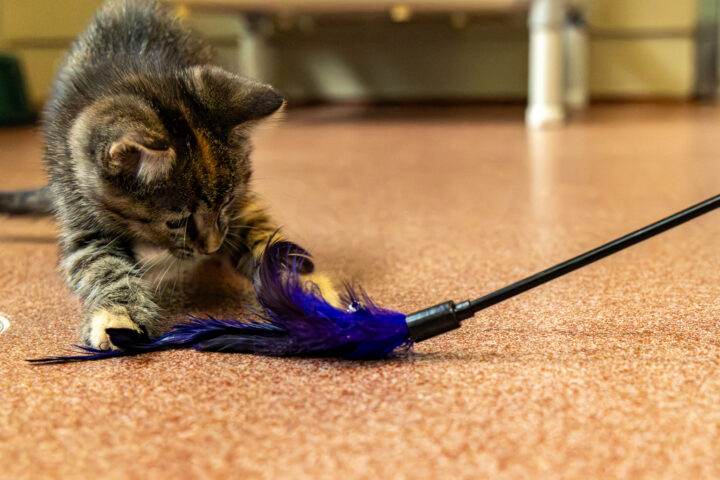 Tabby kitten playing with toy
