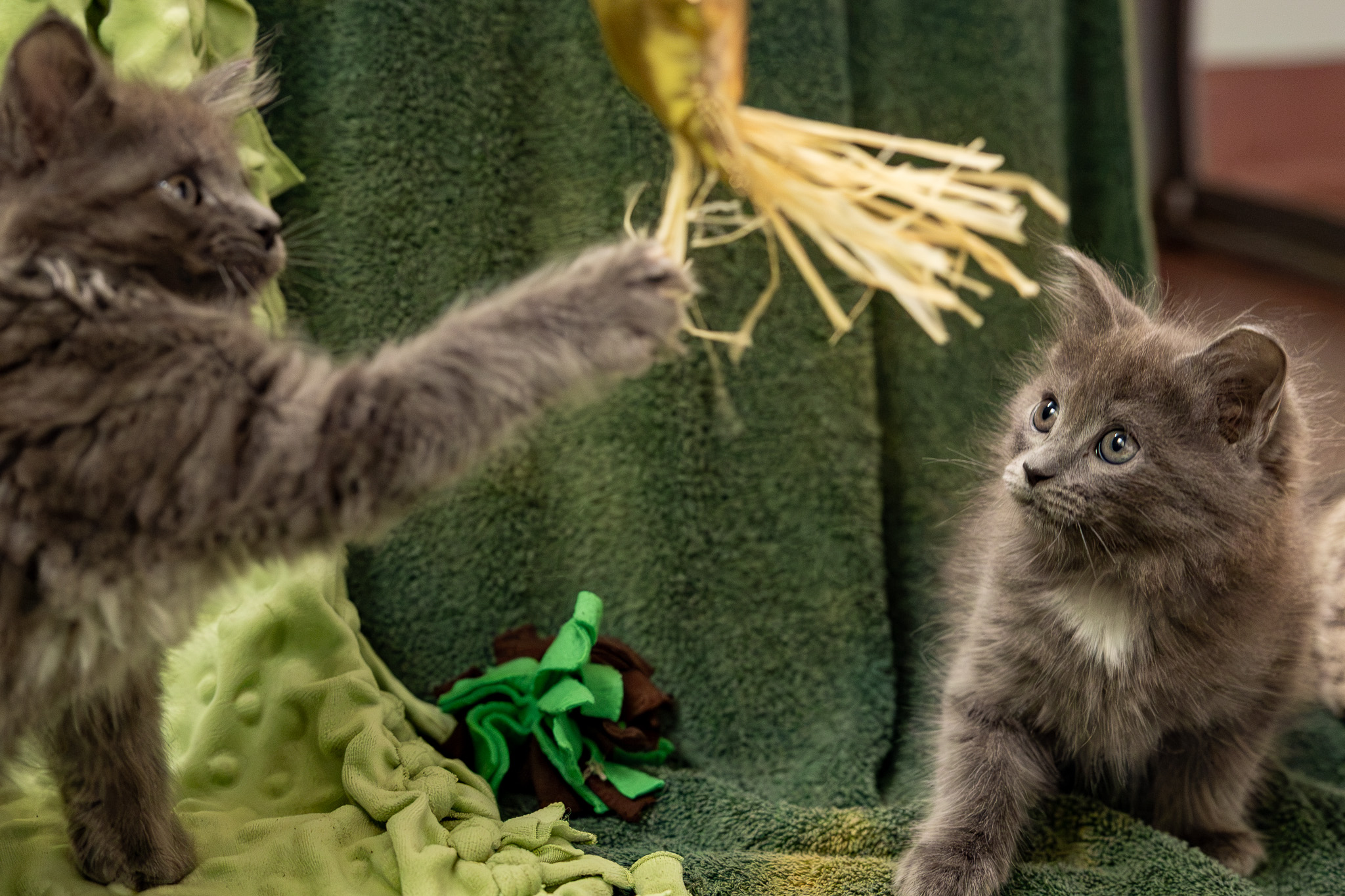 Two grey kittens playing with a toy against a green background