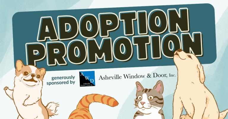 Adoption promotion header