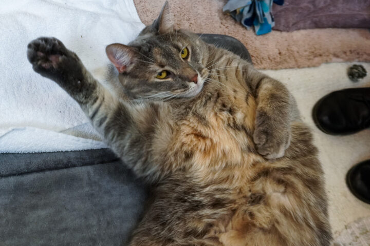 Extremely large female cat lying on her back as though inviting a belly rub
