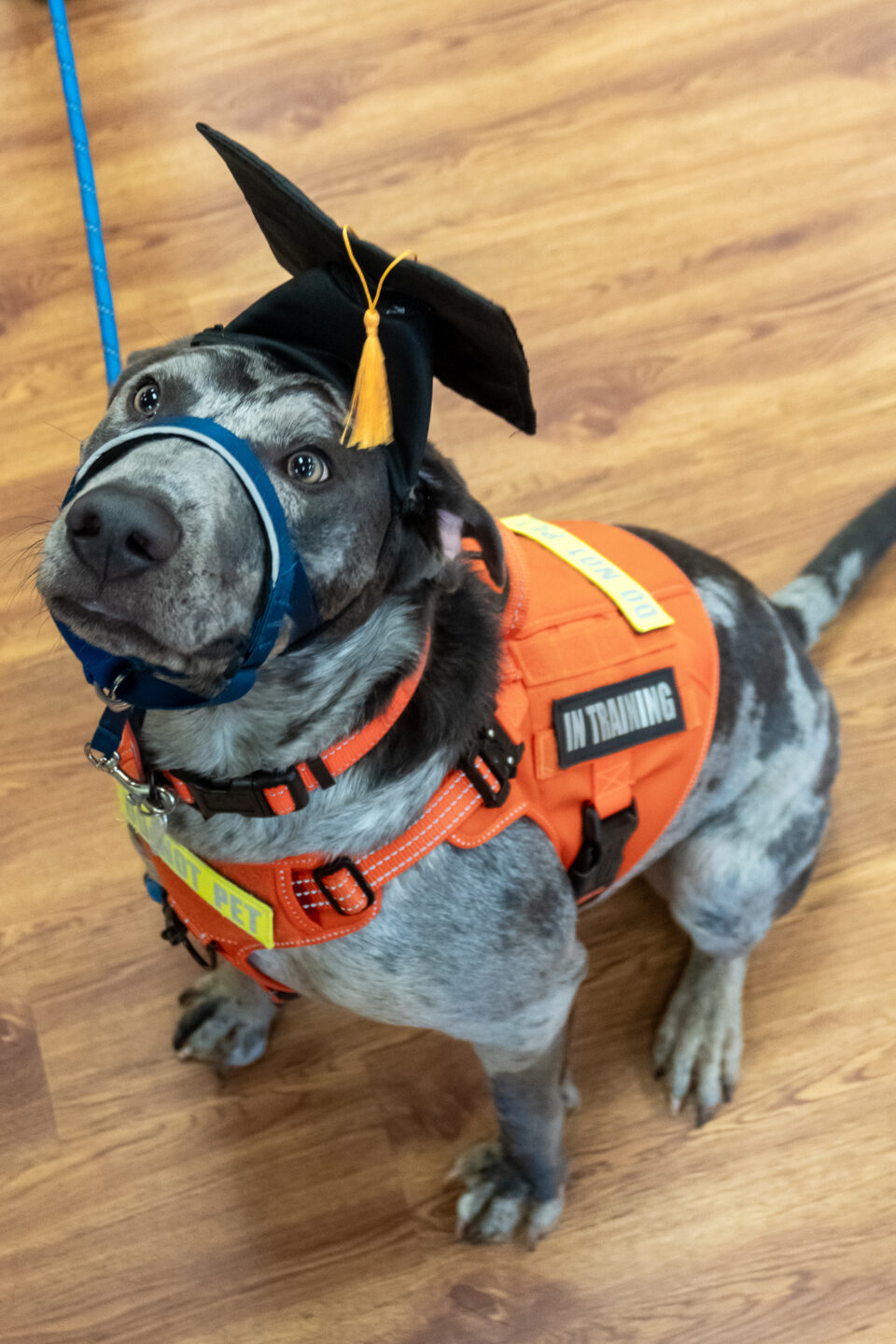 Goku graduating from canine manners