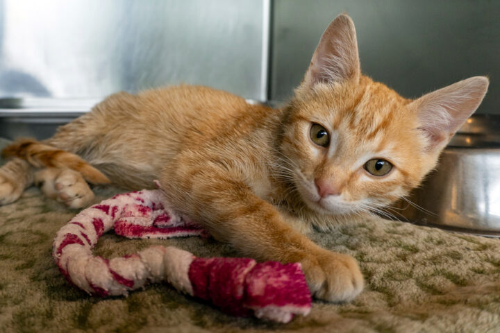 Photo of a young cat too weak to stand
