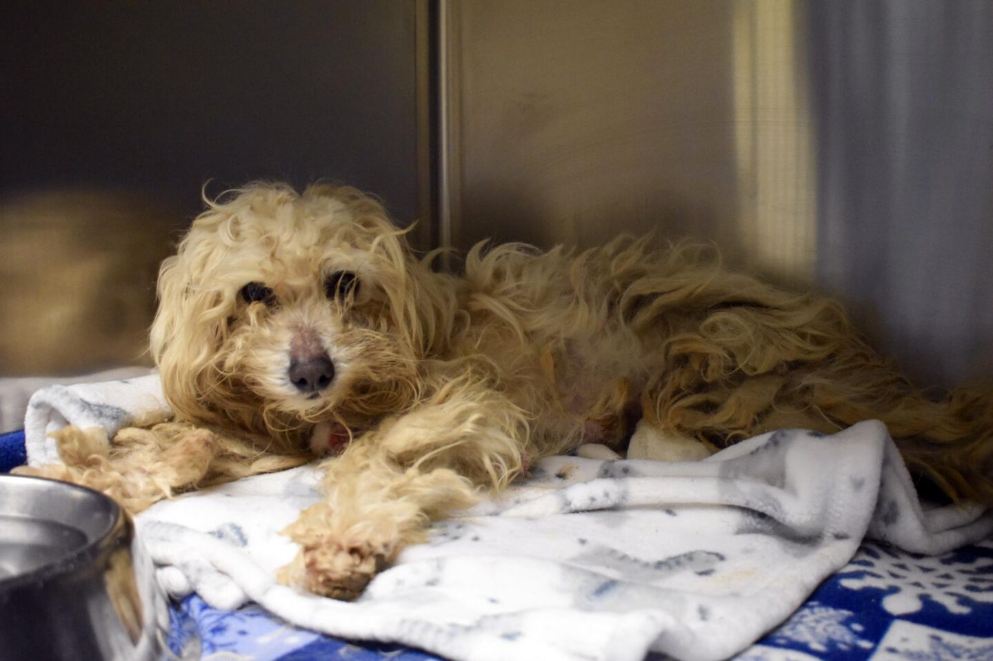 Snowball with her puppies