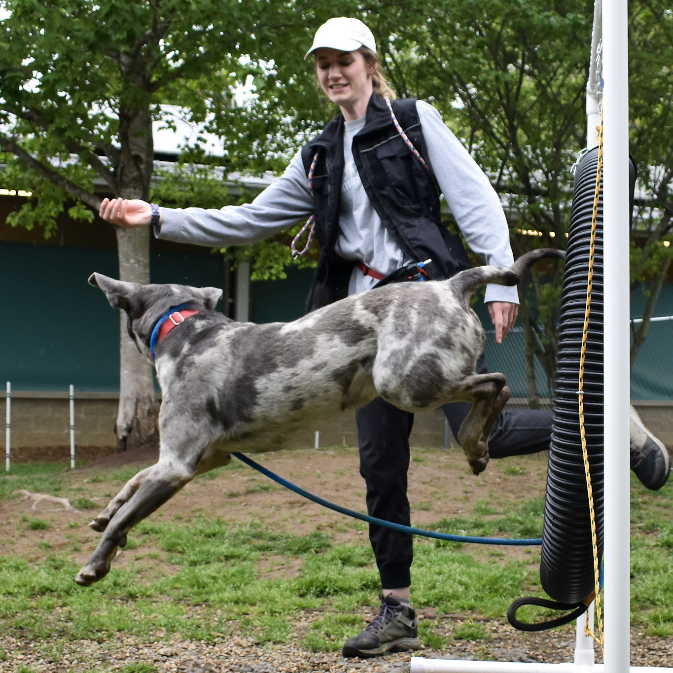 Goku practicing agility with our behavior staff