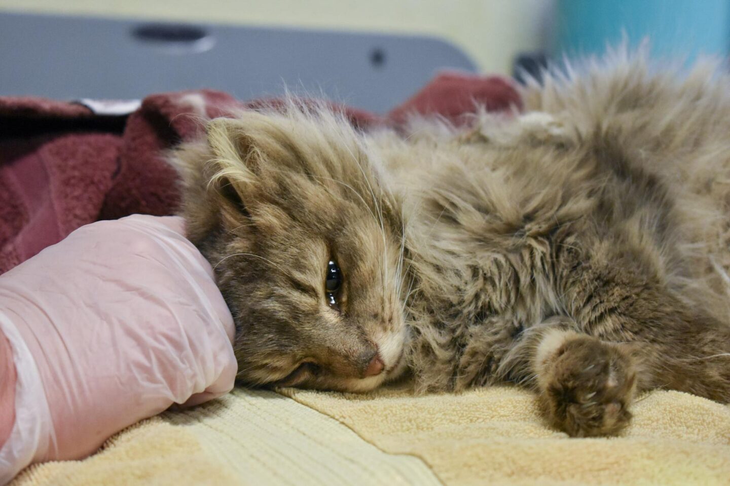 Cat lying on an exam table