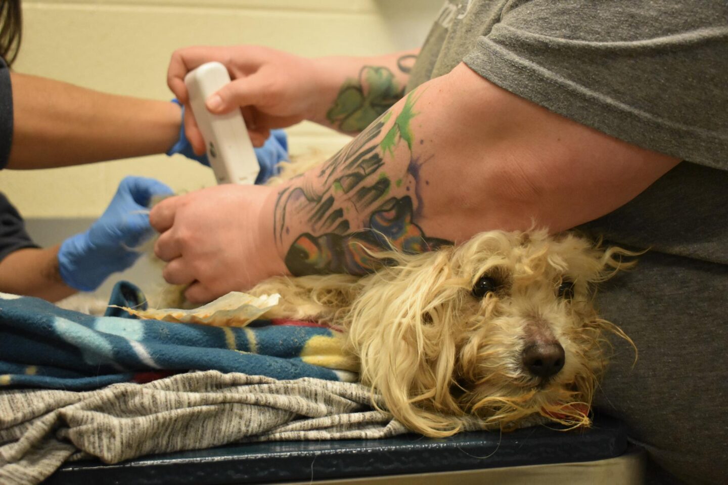Our staff shaving Snowball's mats