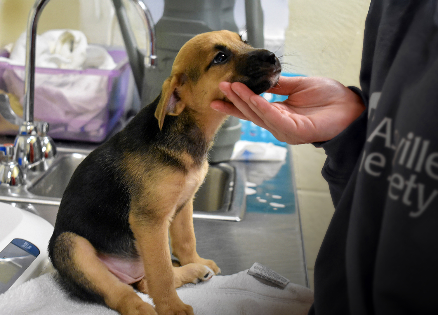 Puppy looking lovingly at an AHS staff member cupping its face