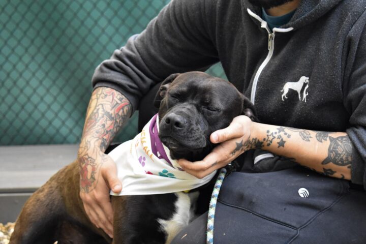 Photo of man petting a shelter dog.