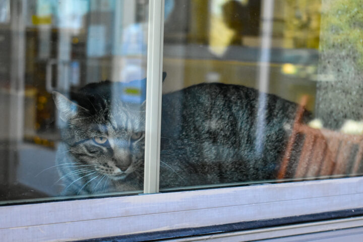 Adult tabby cat looking out a window