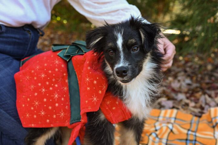 Dog wearing Christmas present costume