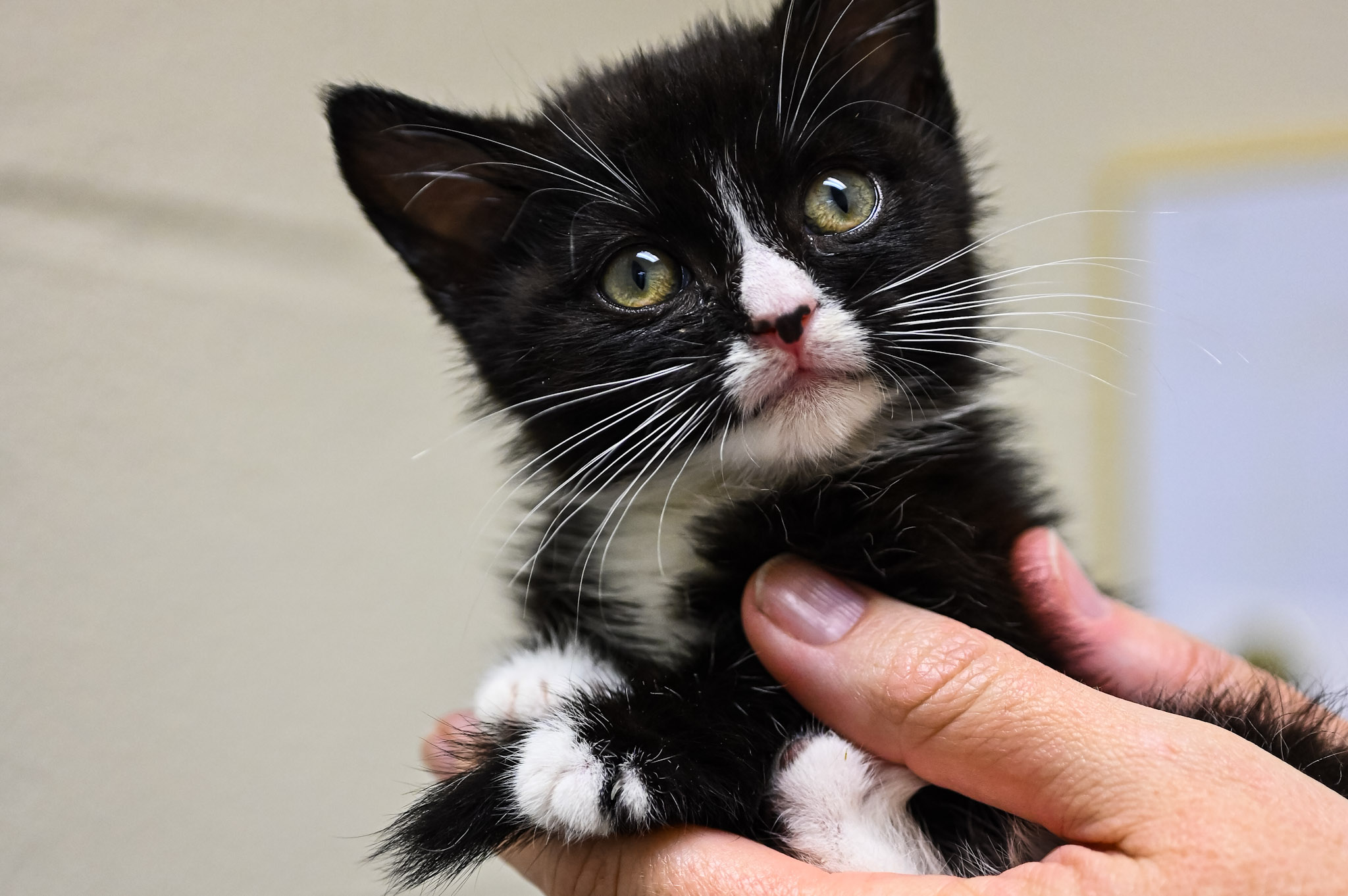 Spay/Neuter | Asheville Humane Society