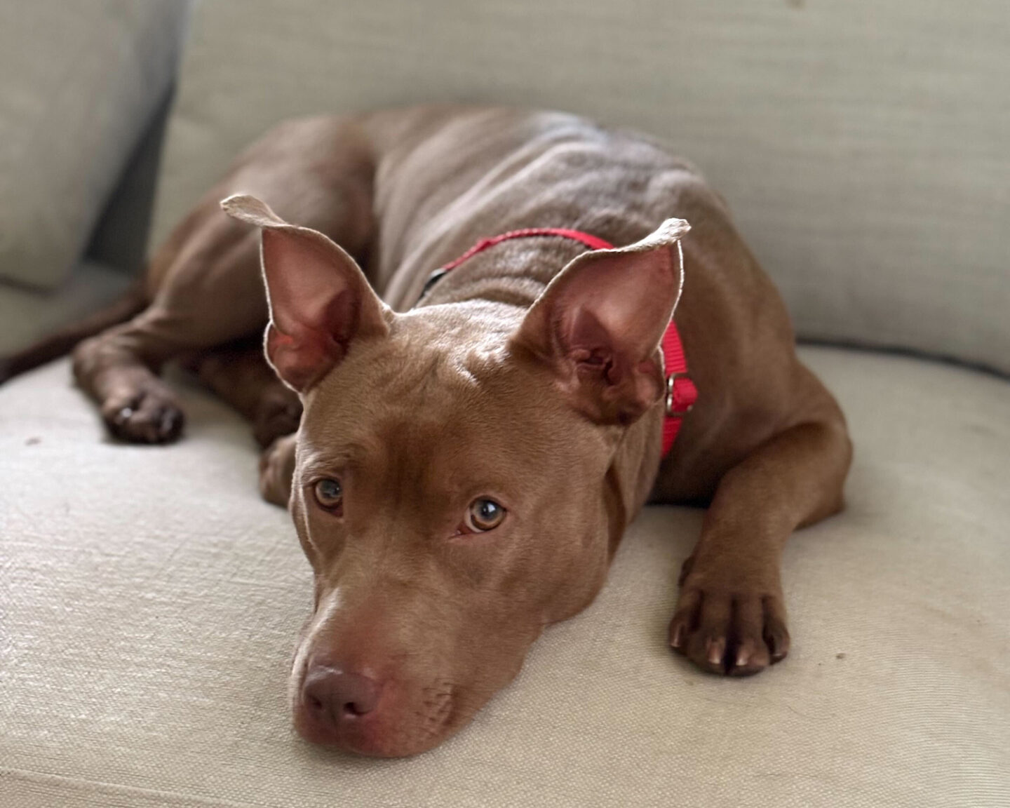 Leon on a couch looking at the camera