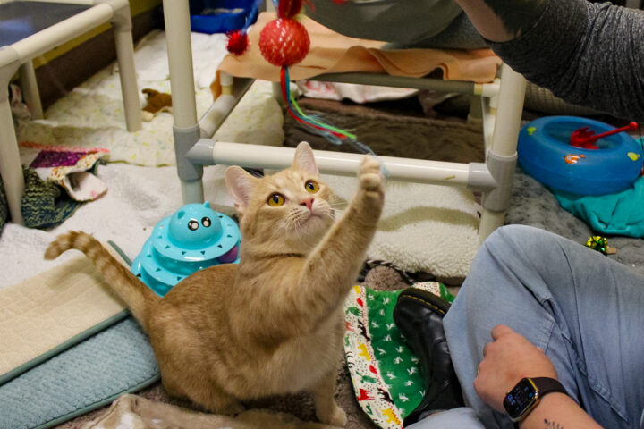 Adult orange tabby cat playing with a toy held by a human