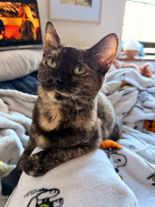 Young female tortoiseshell cat sitting on a pile of blankets