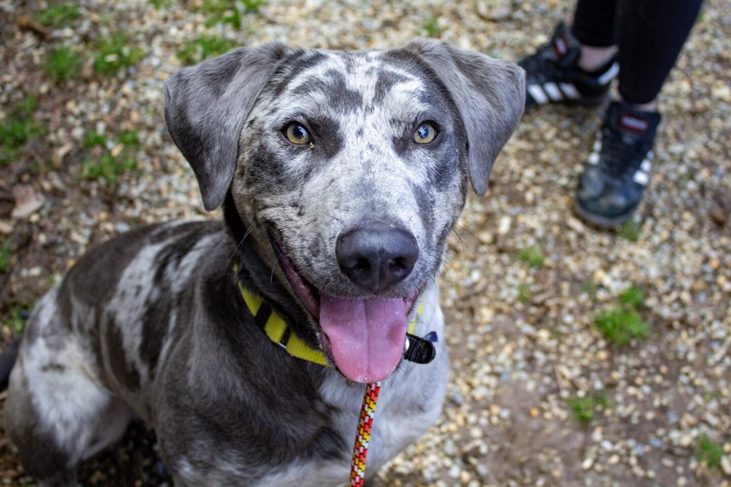 Goku the dog looking into the camera