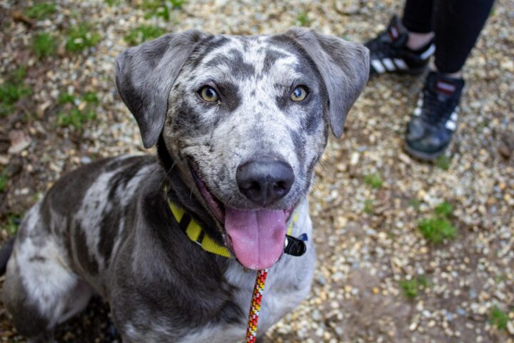 Goku the dog looking into the camera