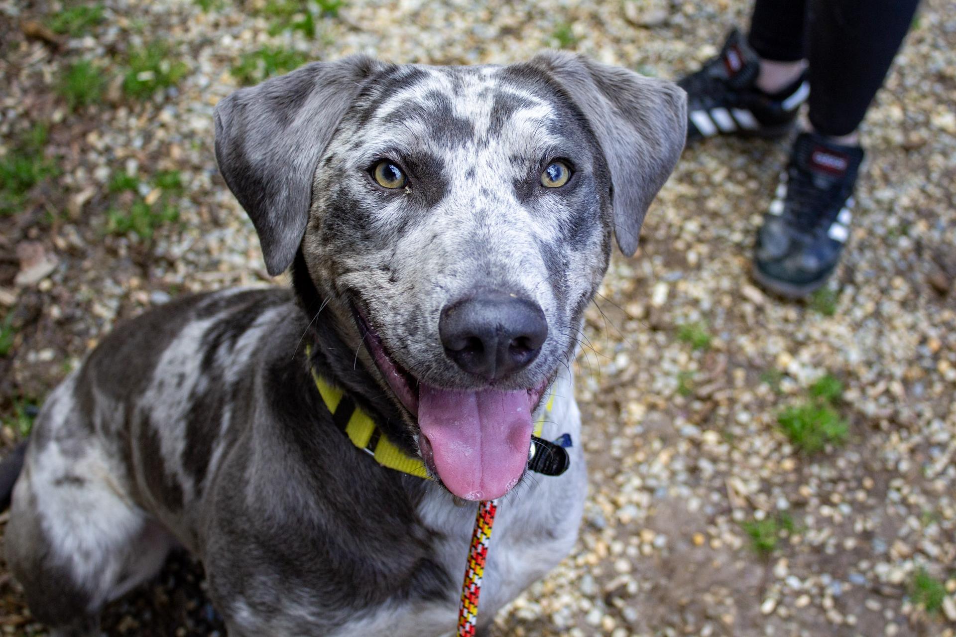 Goku the dog looking into the camera