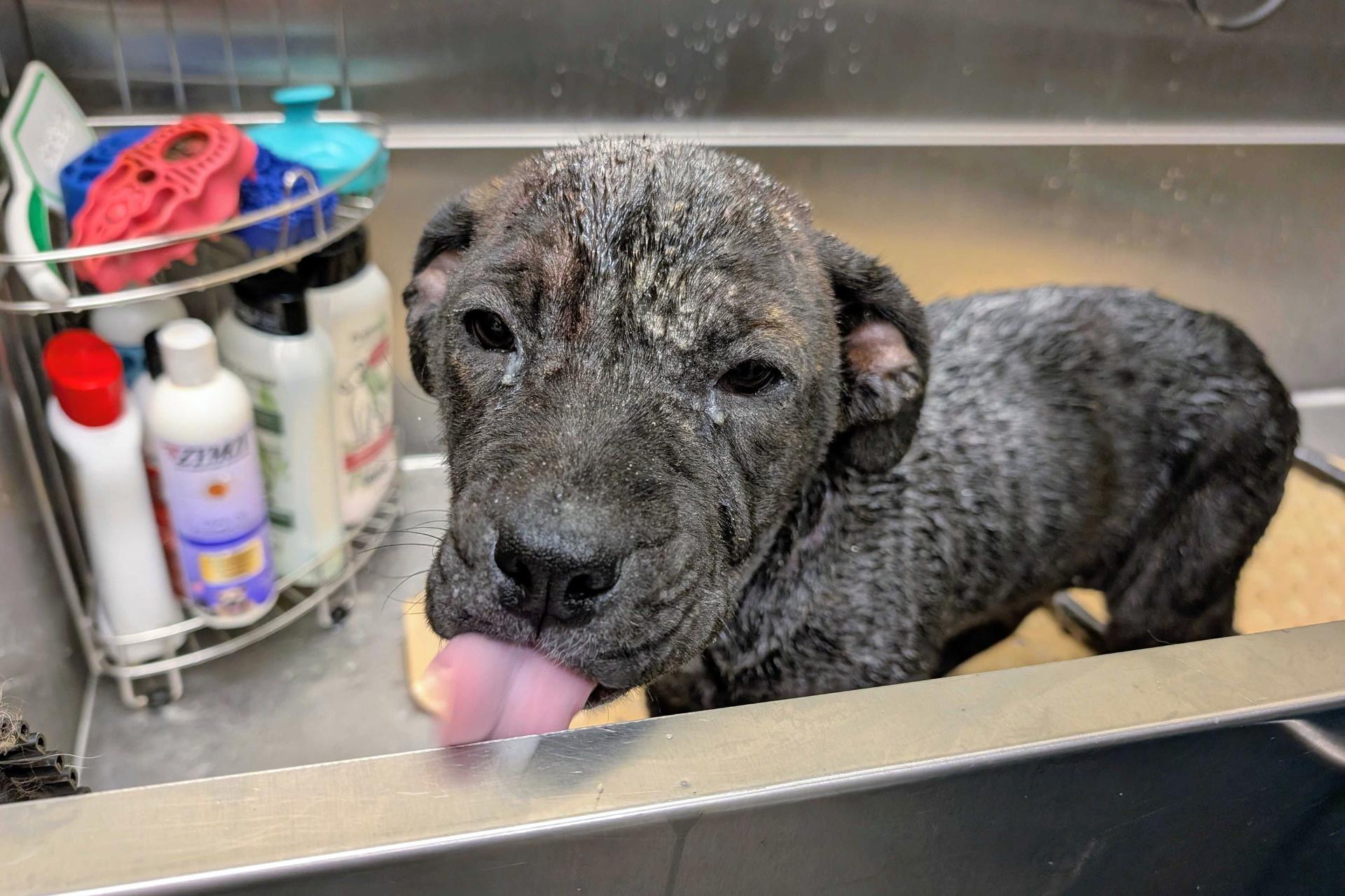 Photo of puppy with severe skin issues in a bathtub