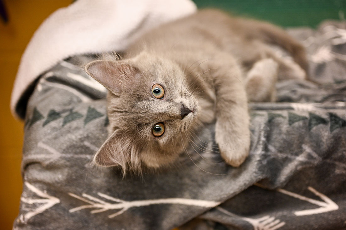 About us asheville humane society