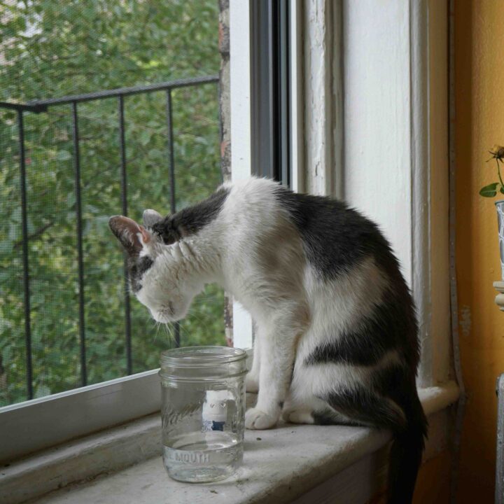 A cat looking out of a window