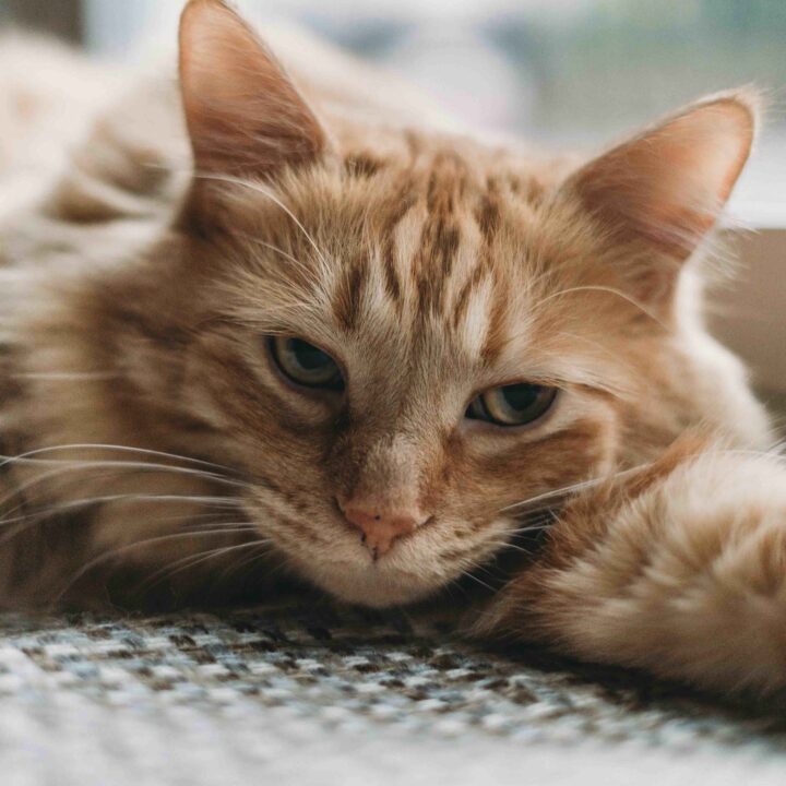 Orange cat looking into the camera