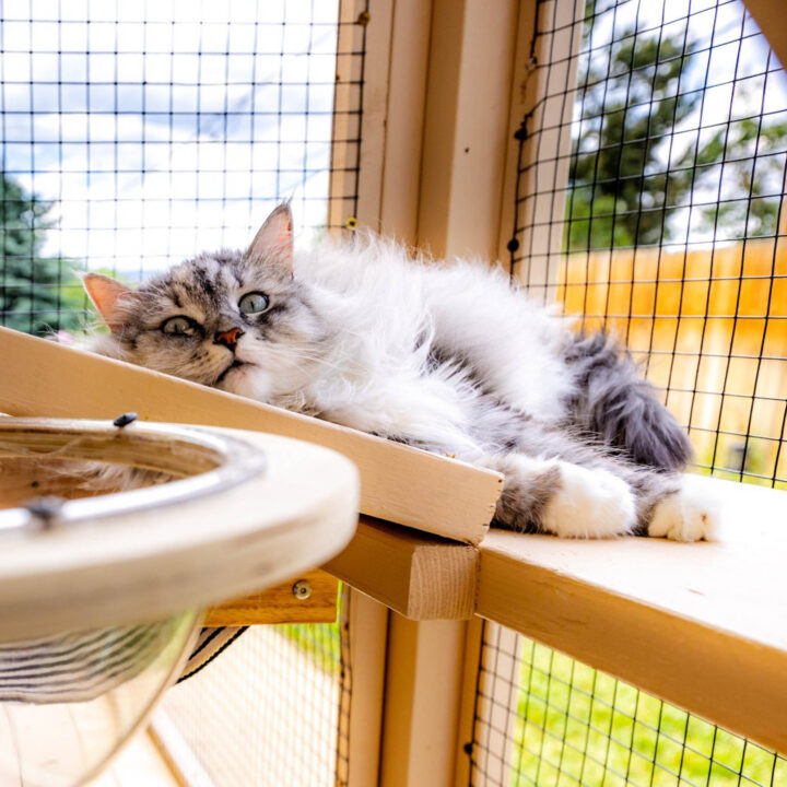 A cat lying in a catio looking into the camera