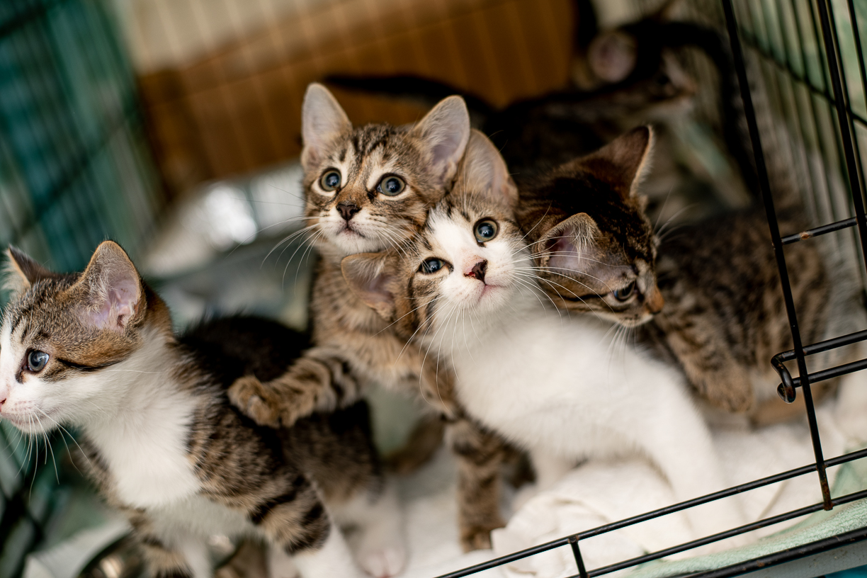 Asheville Humane Society | Adopt a pet