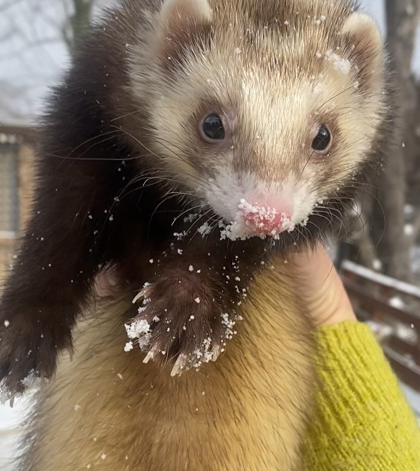 Pabu the ferret