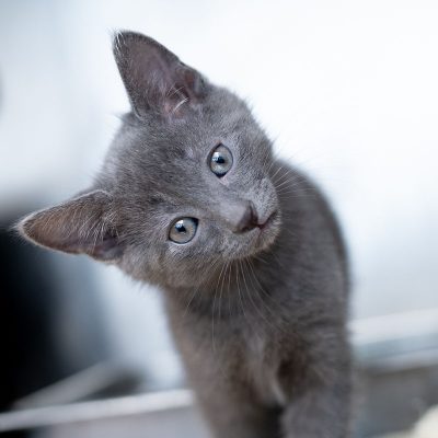 gray-cat-lost-and-found-1×1 gray-cat-lost-and-found-1x1