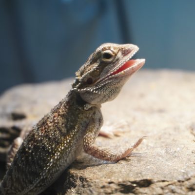 small animals-1 small animals-1