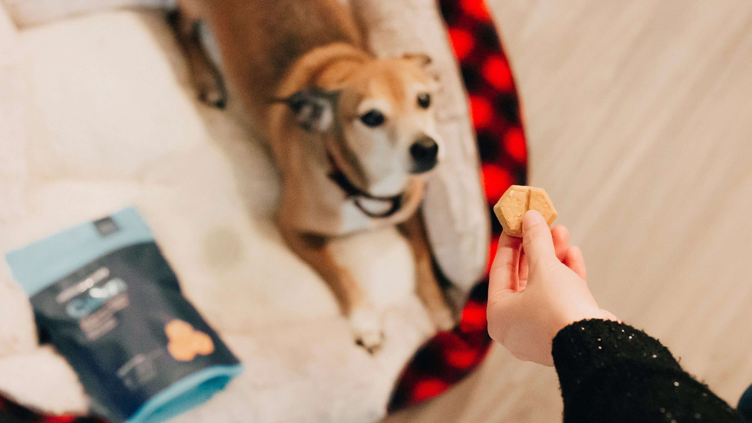 Person holding a treat over a dog