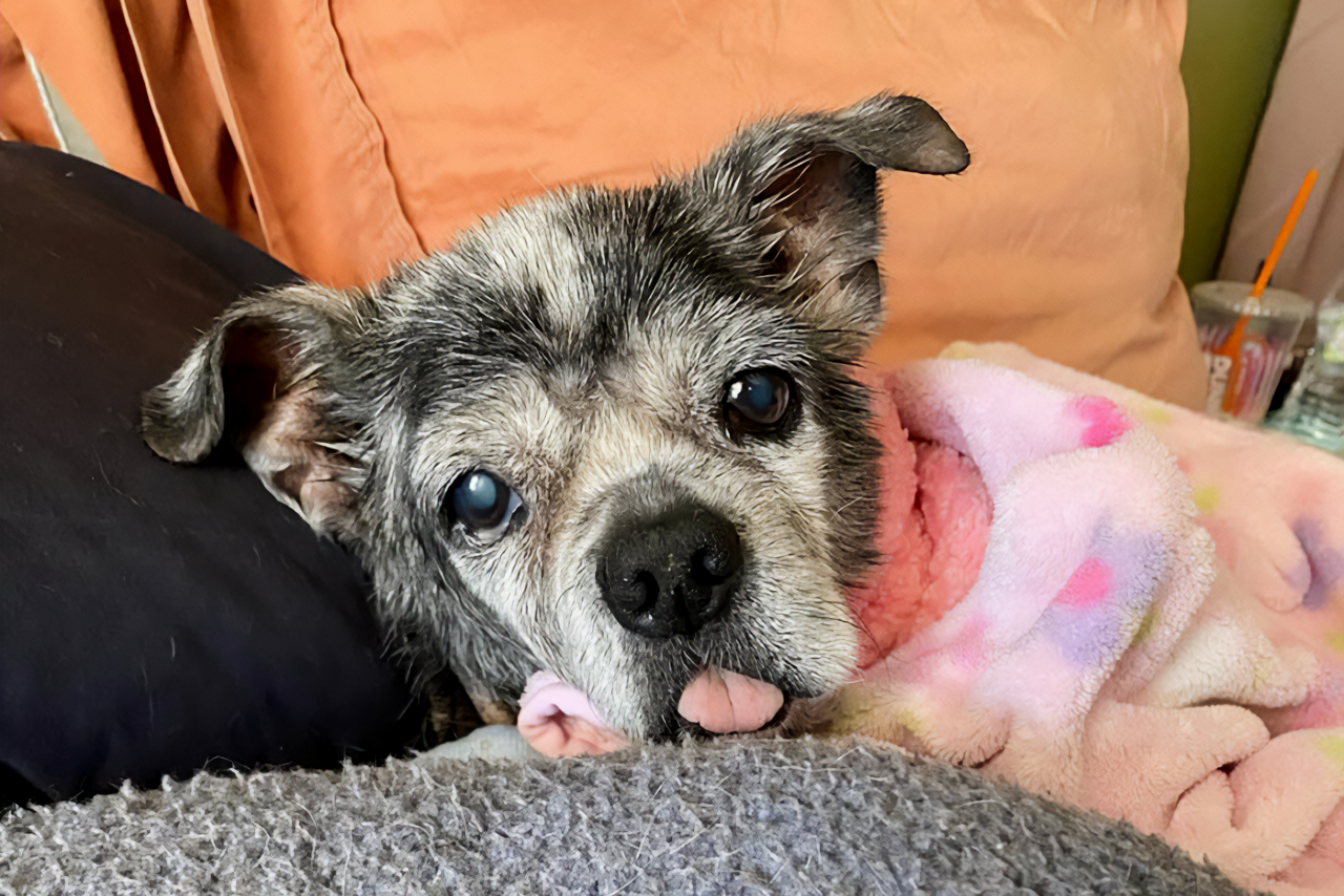 Photo of senior dog wrapped in a blanket, looking healthy and loved