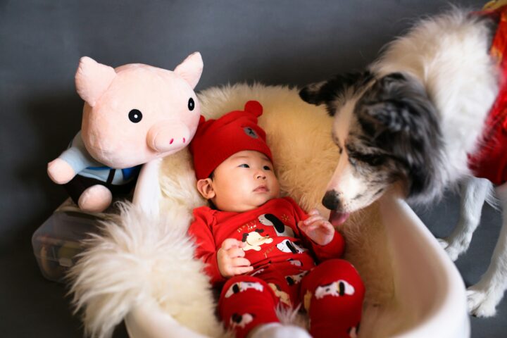 A dog sniffs a baby in a bassinet