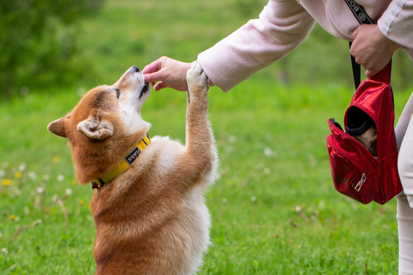 Small dog accepting treat from person's hand
